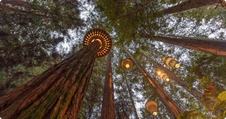 Redwoods Tree Walk with light displays overhead Rotorua NewZealand